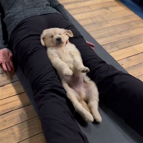 Riga!! cuteness alert yoga with puppies! The first  .